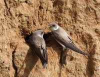 Dunes de la Baie d'Audierne